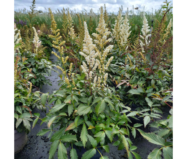 ASTILBE HAPPY SPIRIT