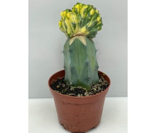 CACTUS GREFFE JAUNE