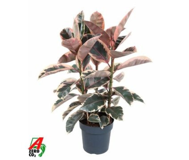 FICUS BELIZE