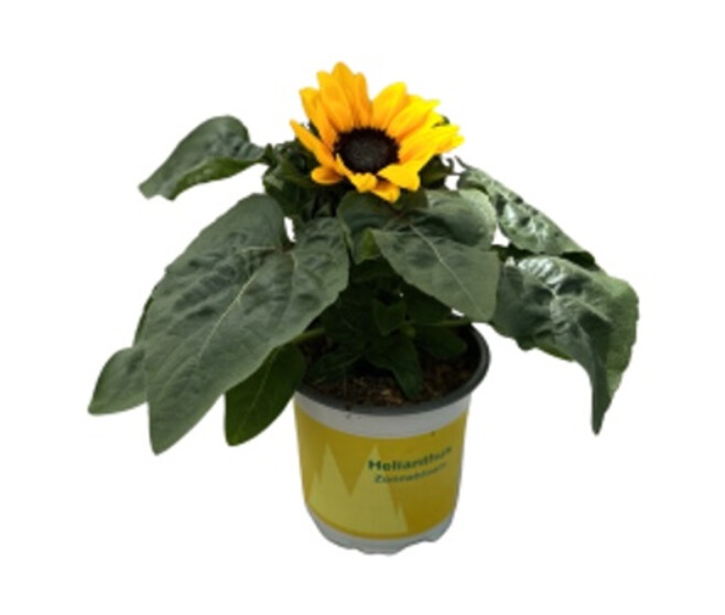 HELIANTHUS ANNUUS