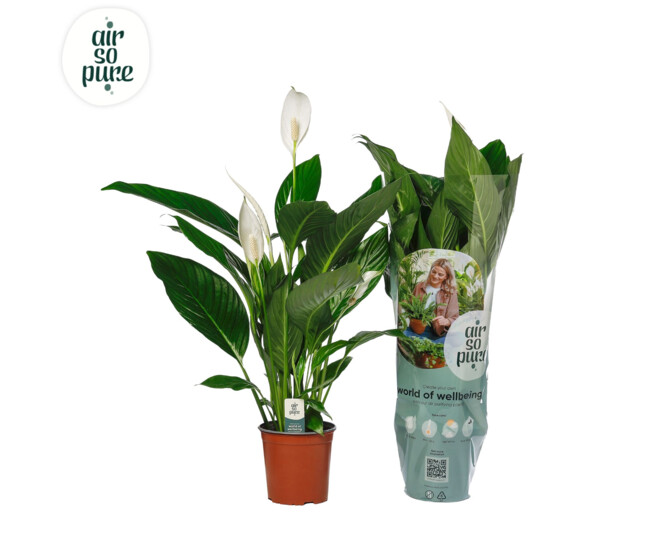 SPATHIPHYLLUM BINGO CUPIDO