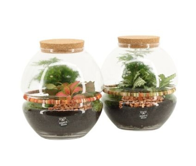 COMPO 2 PLANTES TERRARIUM BOCAL
