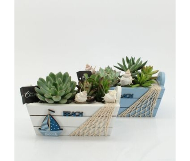 COMPO SUCCULENTE X2 P DECO BOIS