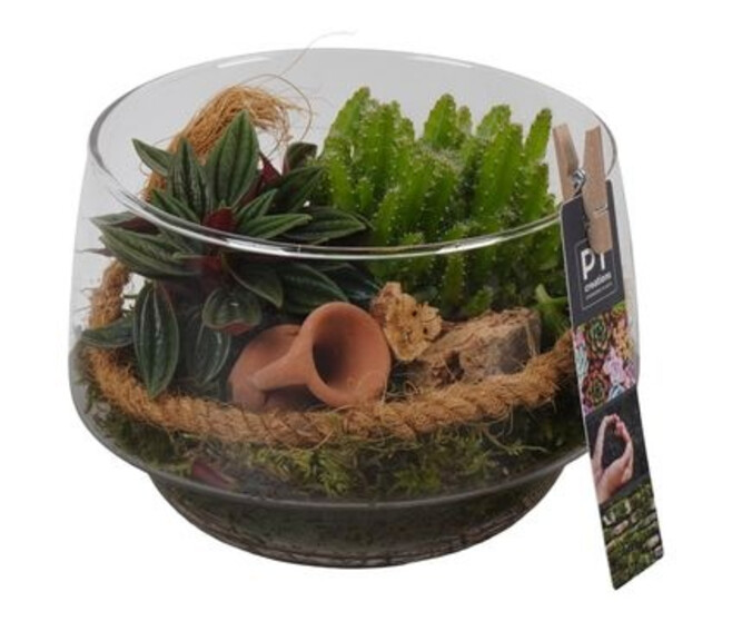 COMPO 2 PLANTES VERRE