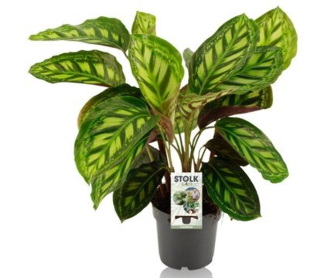 CALATHEA FLAMESTAR