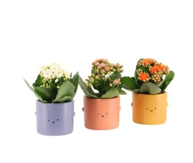 KALANCHOE FL DBLE CERAM