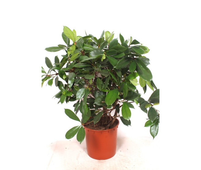 FICUS CYASTHISTIPULA
