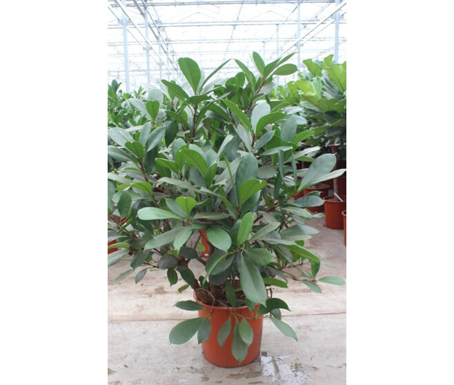 FICUS CYASTHISTIPULA