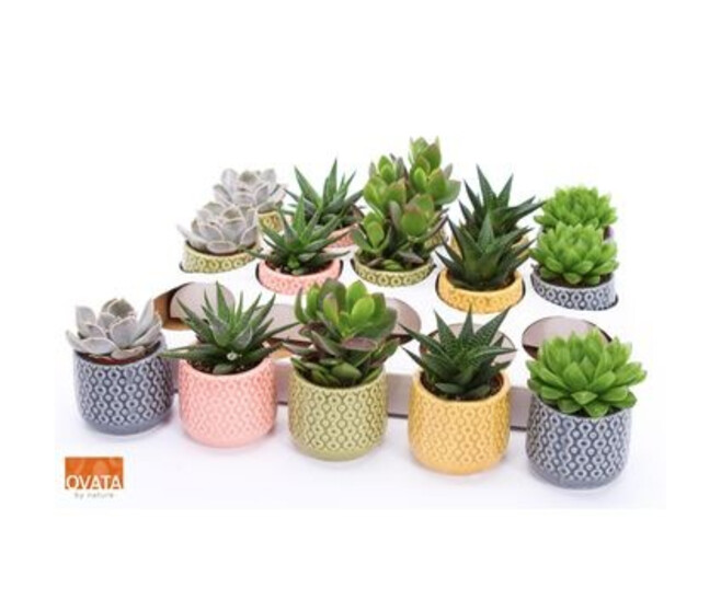 SUCCULENTE CERAM