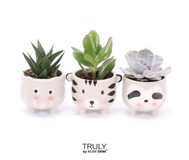 SUCCULENTE CERAM