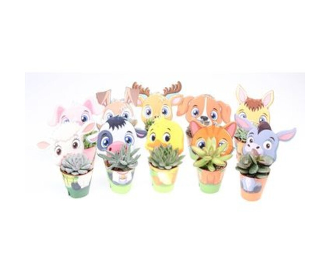 SUCCULENTE P CARTON DECO CAMPAGNE