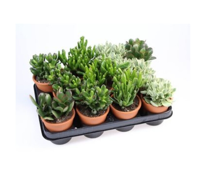CRASSULA P TERRE