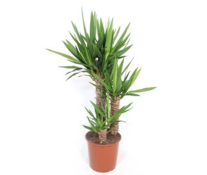 YUCCA 60-40-20