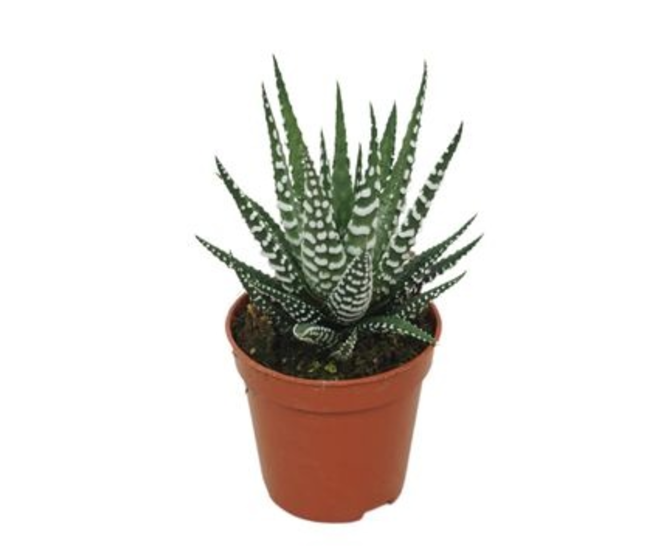 CACTUS HAWORTHIA BIG BAND