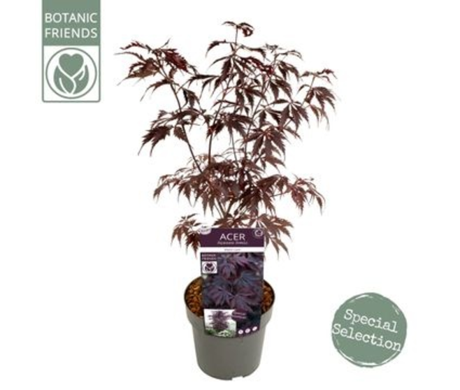 ACER PALMATUM BLACK LACE