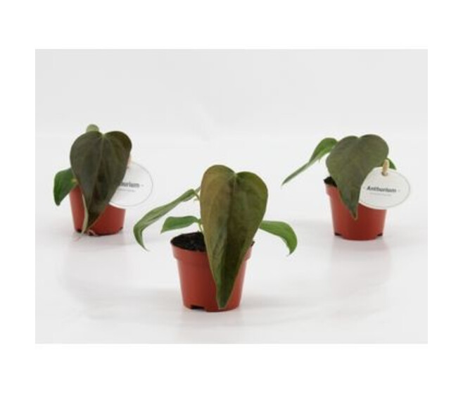 ANTHURIUM  MAGNIFICUM QUEEN OF HEART