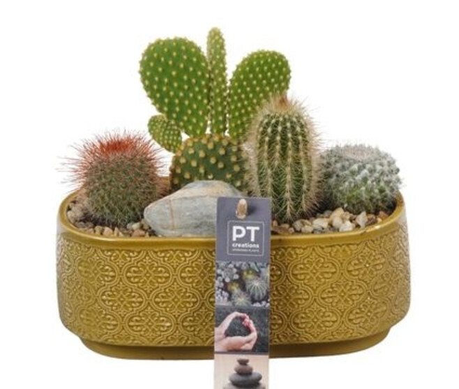 CACTUS VARIES CERAM