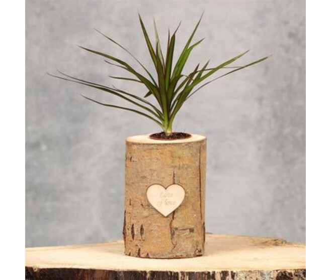 DRACAENA MARGINATA P BOIS