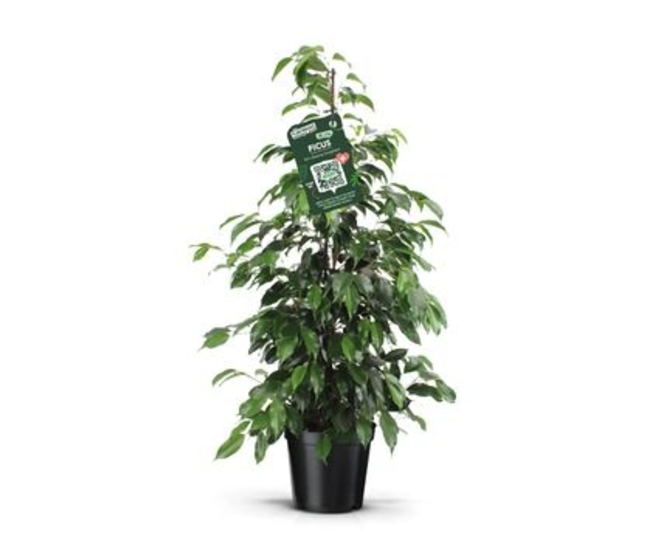 FICUS DANIELLE