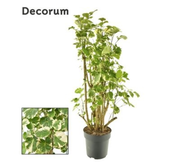 ARALIA POLYSCIAS BALFOURII