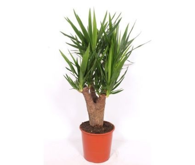 YUCCA RAMIFIE