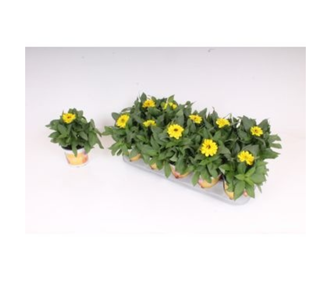 ZINNIA JAUNE