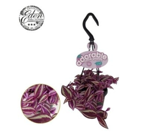 TRADESCANTIA PINK PARADISE SUSP