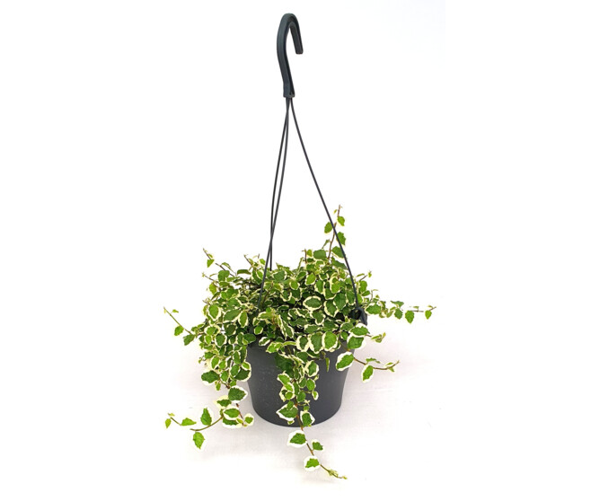 FICUS PUMILA SUNNY SUSP