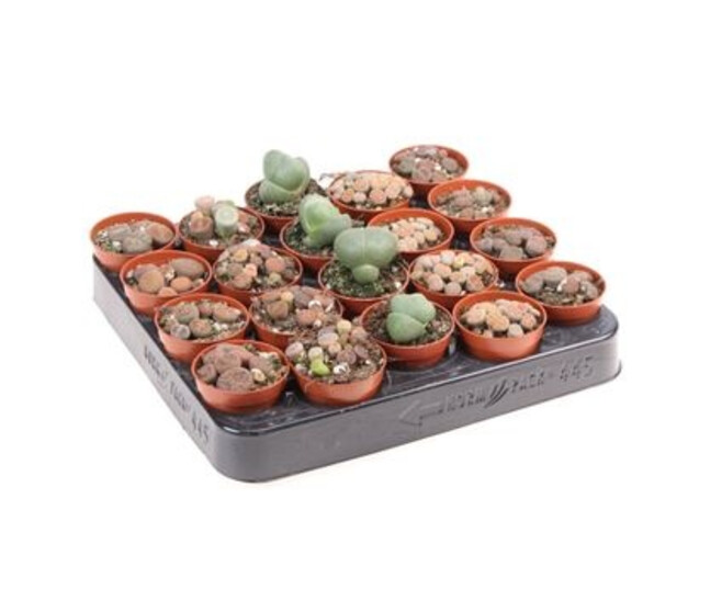 CACTUS LITHOPS