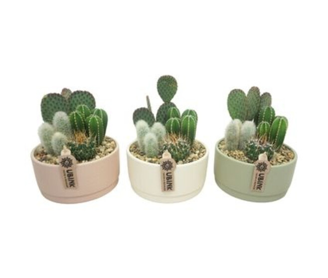 CACTUS VARIES CERAM