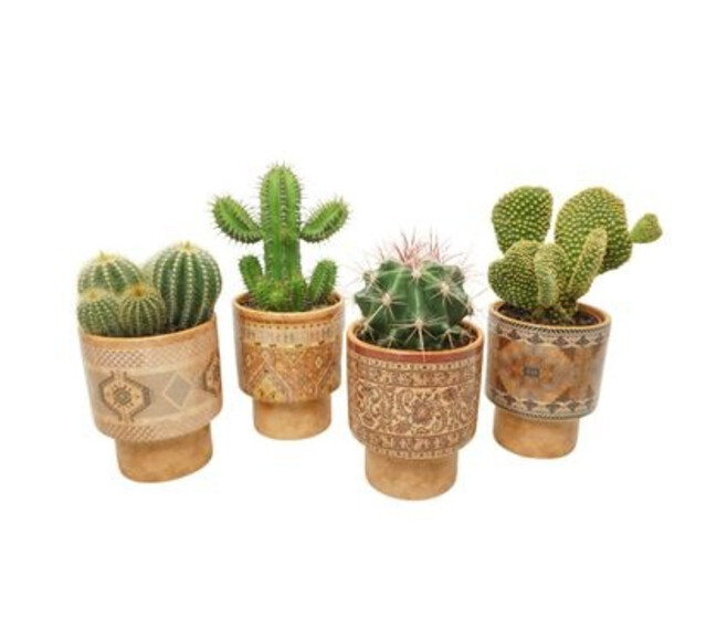 CACTUS VARIES CERAM