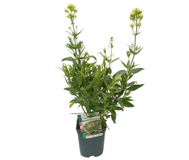 CENTRANTHUS RUBER ALBUS