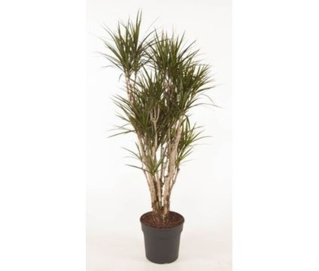 DRACAENA MARGINATA RAMIFIE