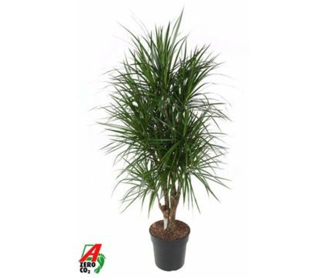 DRACAENA MARGINATA RAMIFIE