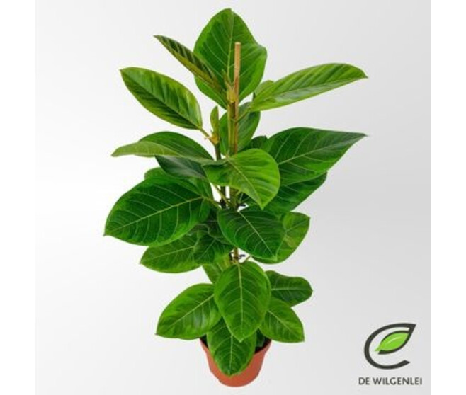 FICUS ALTISSIMA YELLOW GEM