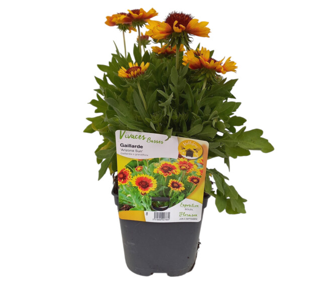 GAILLARDE ARIZONA SUN