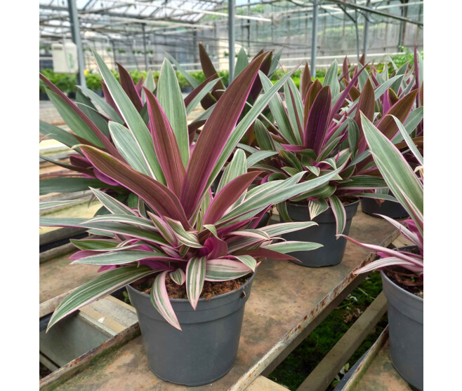 TRADESCANTIA SPATHACEA