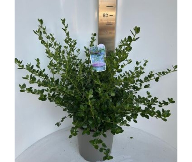 CEANOTHUS YANKEE POINT