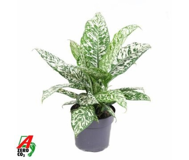 DIEFFENBACHIA ETNA