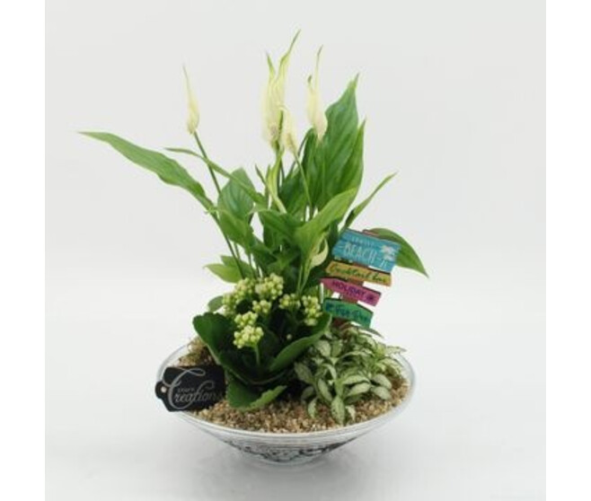 COMPO 3 PLANTES VERRE