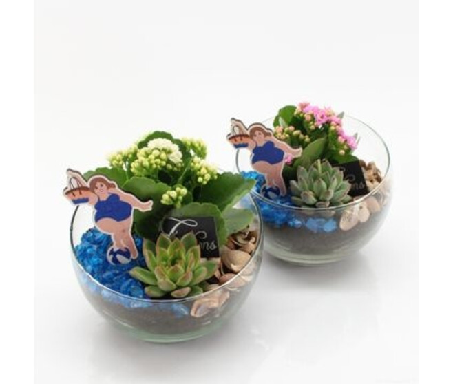 COMPO 2 PLANTES VERRE