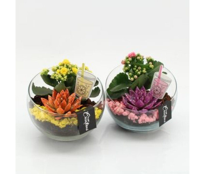 COMPO 2 PLANTES VERRE
