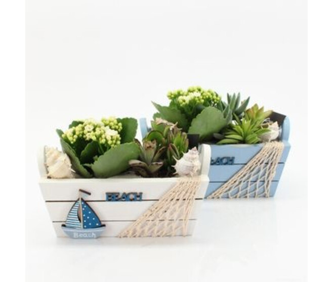 COMPO 4 PLANTES JARD BOIS