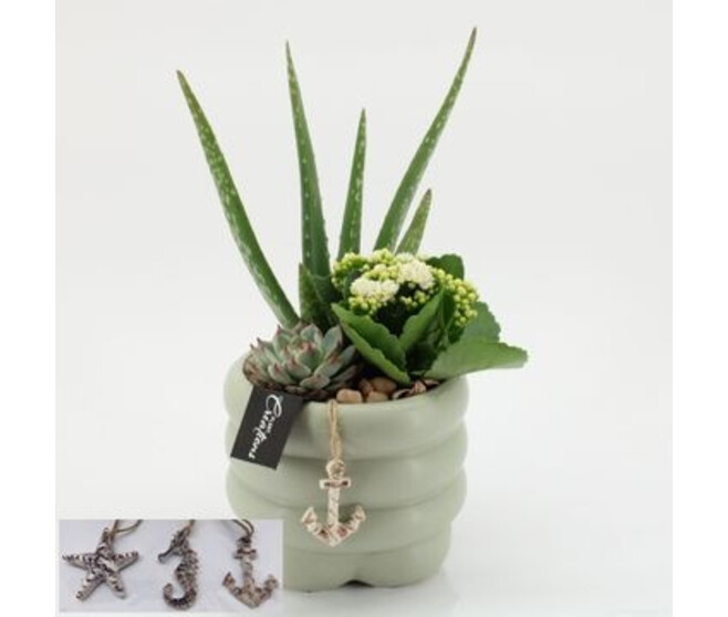 COMPO 3 PLANTES CERAM