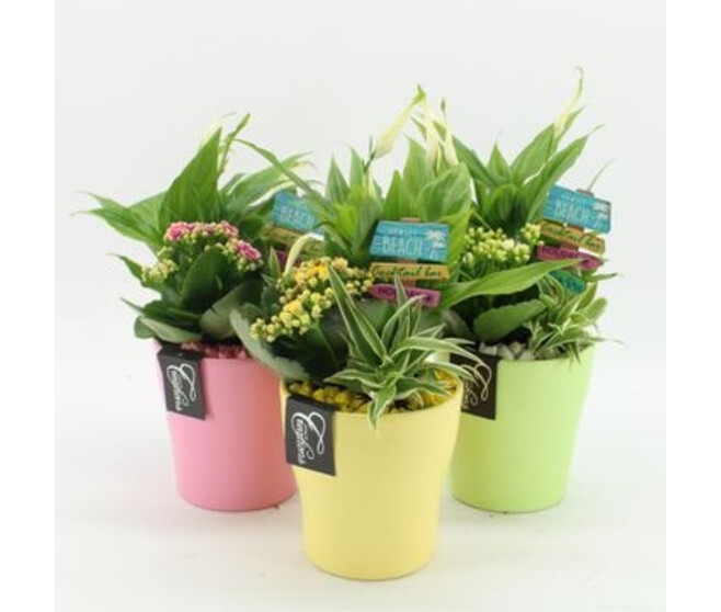 COMPO 3 PLANTES CERAM