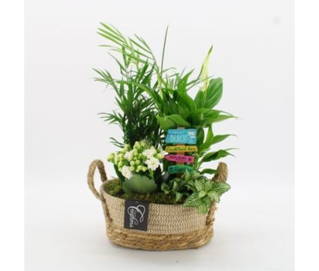 COMPO 4 PLANTES PANIER OSIER