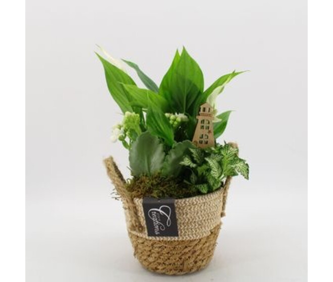 COMPO 3 PLANTES PANIER OSIER