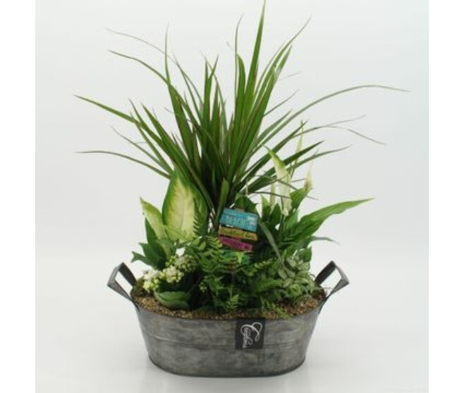 COMPO 6 PLANTES ZINC