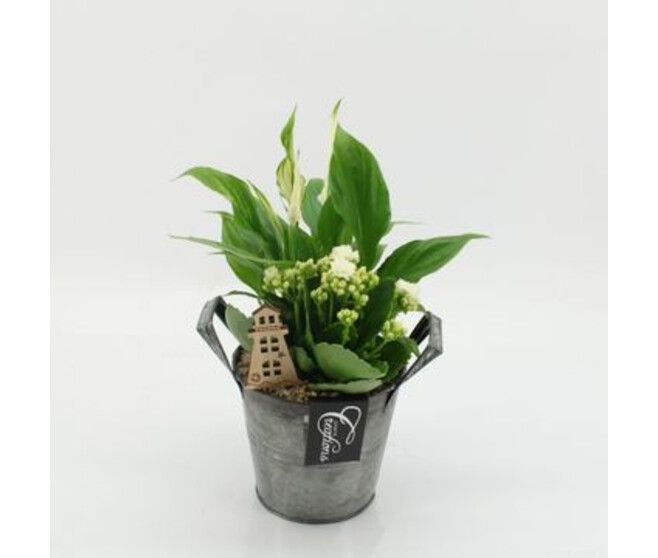 COMPO 2 PLANTES ZINC