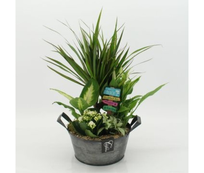 COMPO 5 PLANTES ZINC